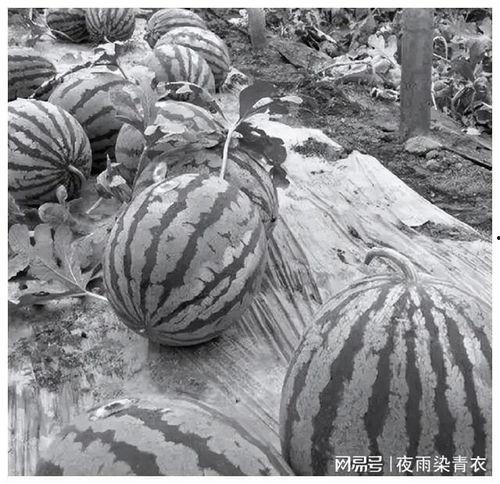 吃瓜野史,吃瓜野史中的宫廷往事