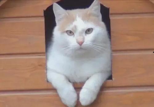 小猫学人吃瓜视频,小猫学人吃瓜萌态百出