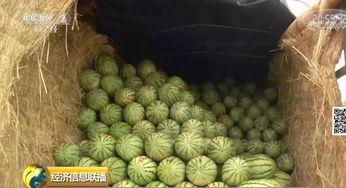 吃瓜部落网,网络舆论场中的“瓜田”盛景