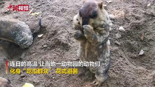 吃瓜群众是什么动物,揭秘网络时代的“瓜田”动物