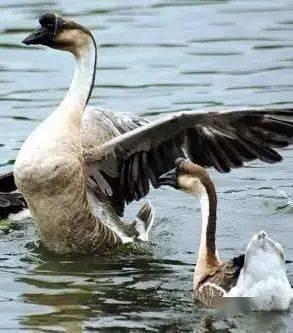 吃瓜鹅自然而燃,揭秘网络热词背后的文化现象