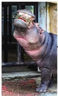 河马吃瓜解暑,夏日清凉新风尚