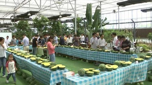 吃瓜嘉兴中学,揭秘校园生活新现象