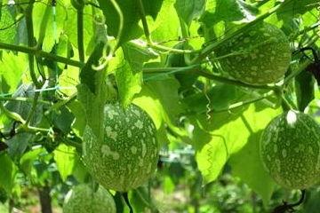 吃的吊瓜有点苦,探寻吊瓜的独特风味