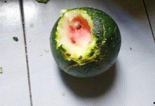 普瓜咋吃,探索家常美味新境界