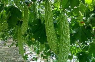 普瓜咋吃,探索家常美味新境界 第2张 普瓜咋吃,探索家常美味新境界 第2张