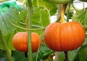 普瓜咋吃,探索家常美味新境界 第3张 普瓜咋吃,探索家常美味新境界 第3张