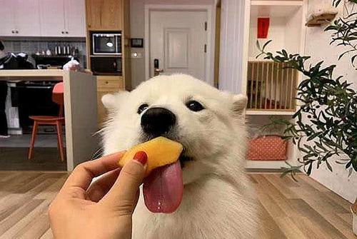 萨摩耶可以吃哈密瓜,哈密瓜的甜蜜诱惑  第1张