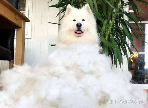 萨摩耶可以吃哈密瓜,哈密瓜的甜蜜诱惑  第2张