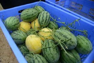 黄金土地 吃瓜群众,揭秘吃瓜群众的狂欢盛宴  第2张