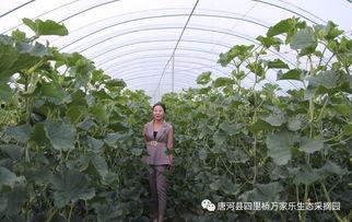 南阳人吃瓜,探寻当地独特的饮食文化 第3张 南阳人吃瓜,探寻当地独特的饮食文化 第3张