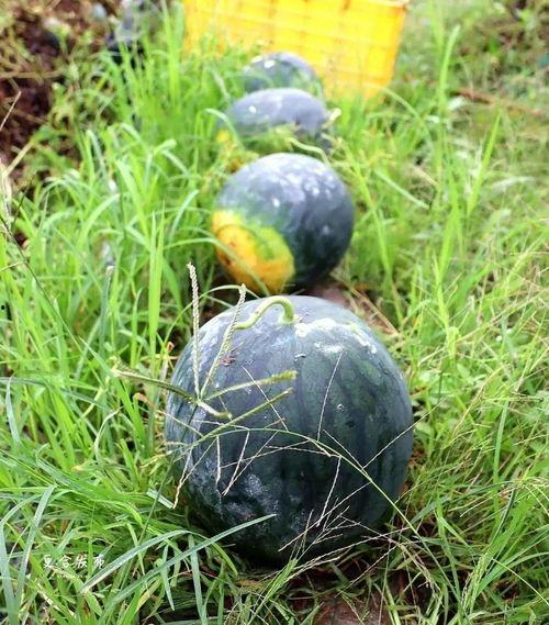 镇平本地吃瓜,探寻本地特色美食之旅 第2张 镇平本地吃瓜,探寻本地特色美食之旅 第2张