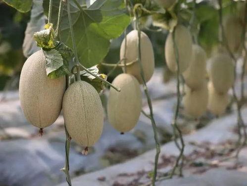 镇平本地吃瓜,探寻本地特色美食之旅 第3张 镇平本地吃瓜,探寻本地特色美食之旅 第3张