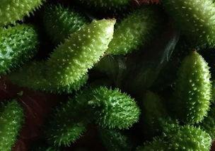 怎么吃野刺瓜,探索自然美味的新境界 第1张 怎么吃野刺瓜,探索自然美味的新境界 第1张