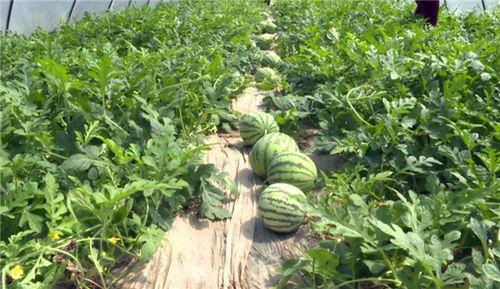 云浮最新吃瓜新闻,最新吃瓜新闻揭秘，真相令人咋舌！