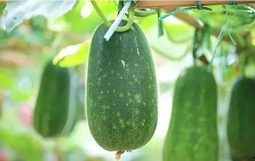 吃瓜都有哪些,一场场娱乐盛宴背后的故事