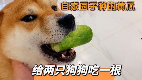 梦见园子里摘瓜吃