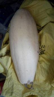 大白瓜如何吃,解锁美味新体验