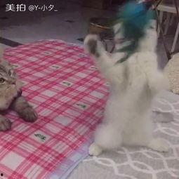 吃瓜群众尤大爷