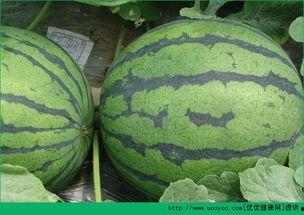 每天吃瓜丰胸,轻松实现丰满美胸