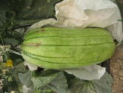 老家吃的脆瓜,舌尖上的记忆与乡愁  第2张