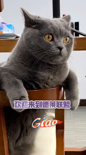 播放猫猫吃瓜,猫咪大快朵颐瓜果时光  第1张