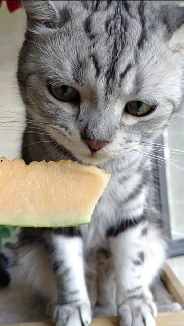 播放猫猫吃瓜,猫咪大快朵颐瓜果时光  第2张