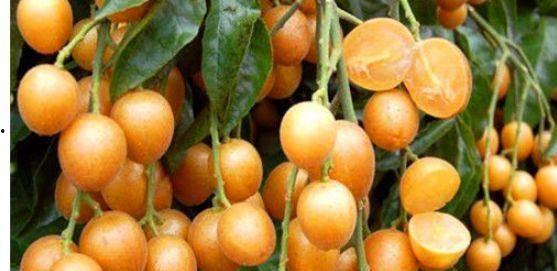 黄皮角瓜怎么吃 第2张 黄皮角瓜怎么吃 第2张