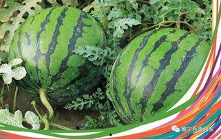 武陟国贸最新吃瓜,最新吃瓜事件揭秘  第3张