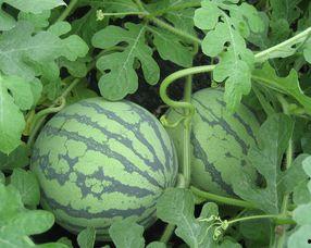 孕妇吃白密瓜,营养美味，助力母婴健康  第2张