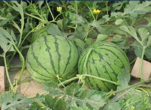 微山最近吃瓜事件,揭秘背后真相与网络舆论风暴