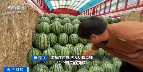 雄县的吃瓜,瓜香四溢，品味生活新风尚