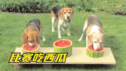 画吃瓜的小狗  第3张