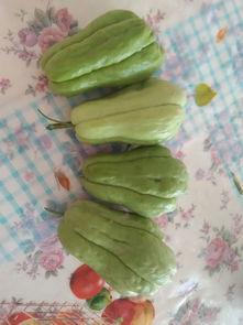 吃瓜吃瓜该怎么回答,一场全民参与的“吃瓜”盛宴  第2张