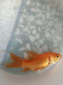 金鱼吃瓜黑料  第3张