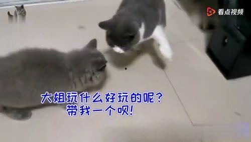 猫吃瓜群众图片,猫吃瓜群众萌态大揭秘