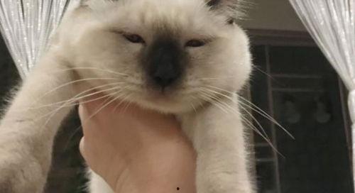 猫吃瓜群众图片,猫吃瓜群众萌态大揭秘